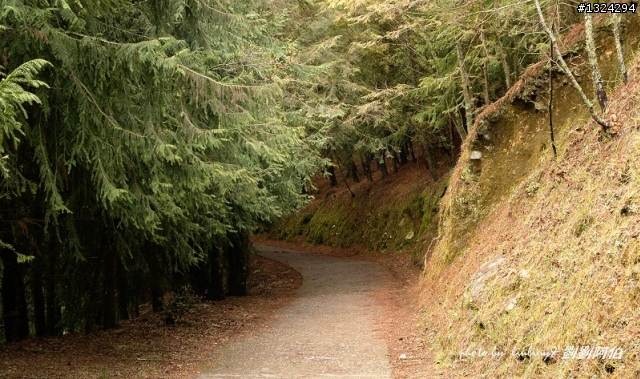 迷幻黑森林 - 武陵桃山步道、櫻花起舞