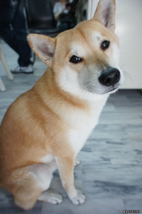 【已尋獲】士林區公柴犬