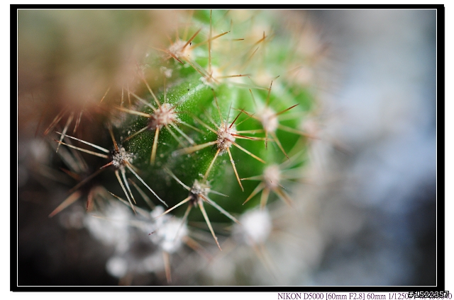 天啊!我的AF-S 60mm micro微距鏡......