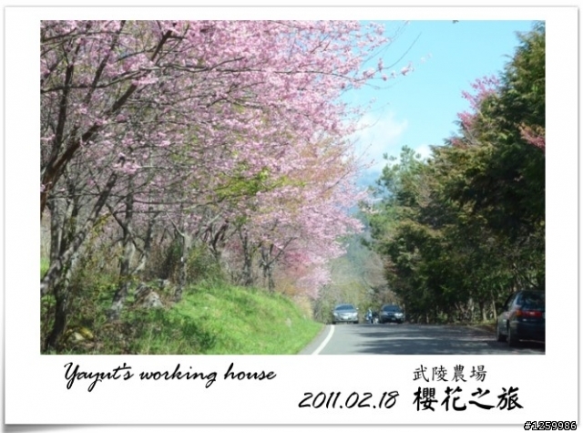 [景點]武陵農場-櫻花之旅