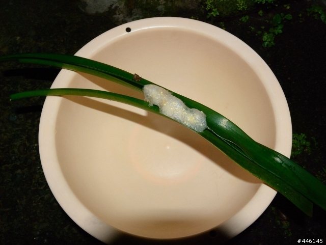 我家這裡真偏僻 驚見保育類台北樹蛙生蛋ing(有圖)
