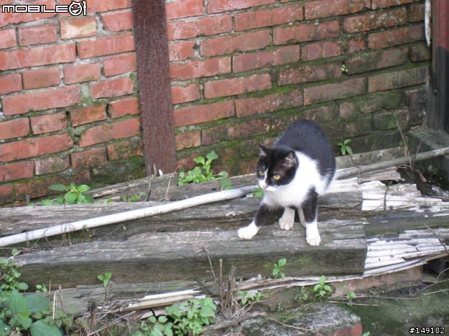 2011春節  猴硐 & 九份一日遊