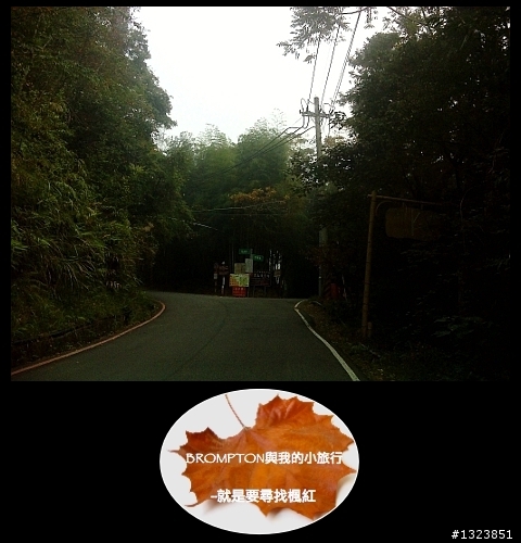 <BROMPTON與我的小旅行>就是要尋找楓紅