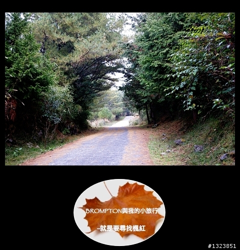<BROMPTON與我的小旅行>就是要尋找楓紅