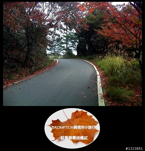<BROMPTON與我的小旅行>就是要尋找楓紅