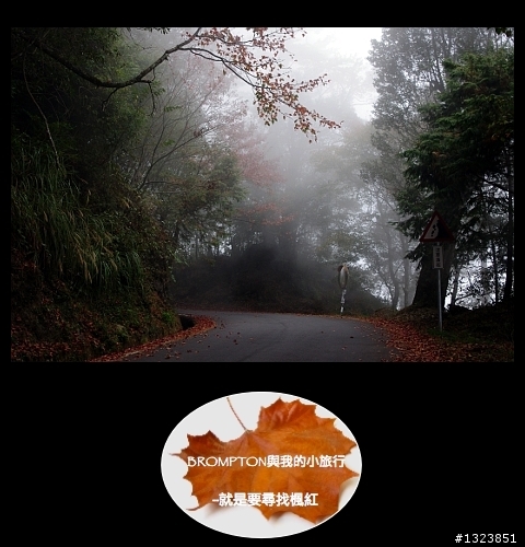 <BROMPTON與我的小旅行>就是要尋找楓紅