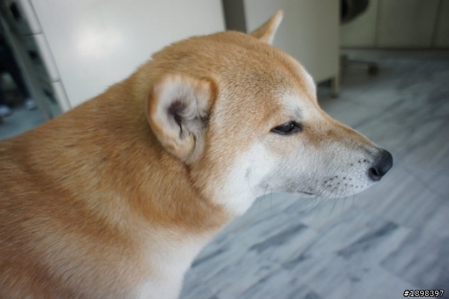 【已尋獲】士林區公柴犬
