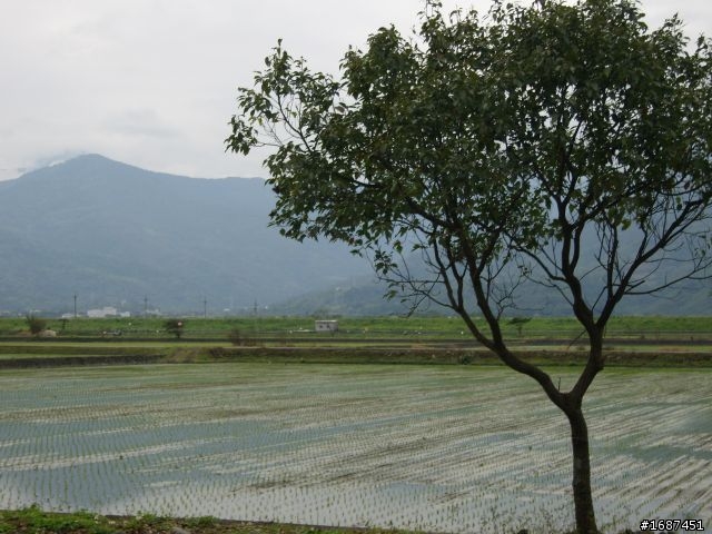 台北-池上  我和女王頂著寒流趴趴走.2/13-2/16
