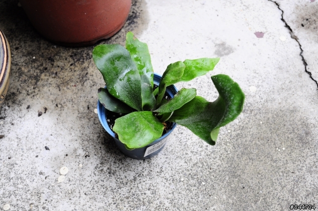 有人種鹿角蕨嗎?