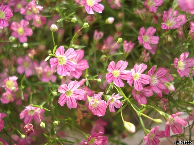 請問這是什麼花?