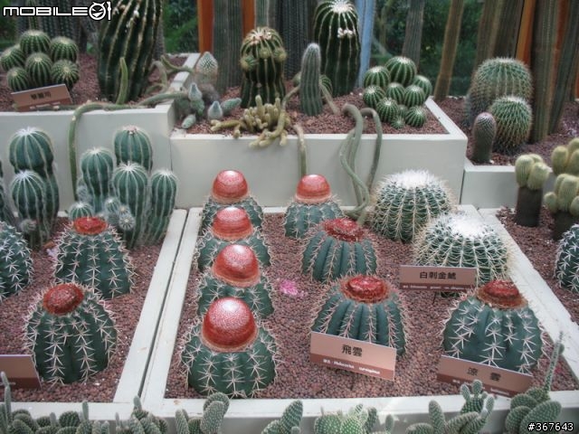 新春旅遊之-北花博,中老街,南放砲