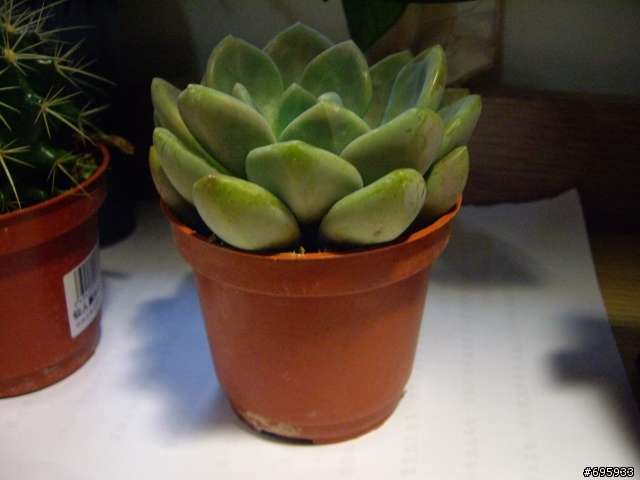 請問這是什麼植物????