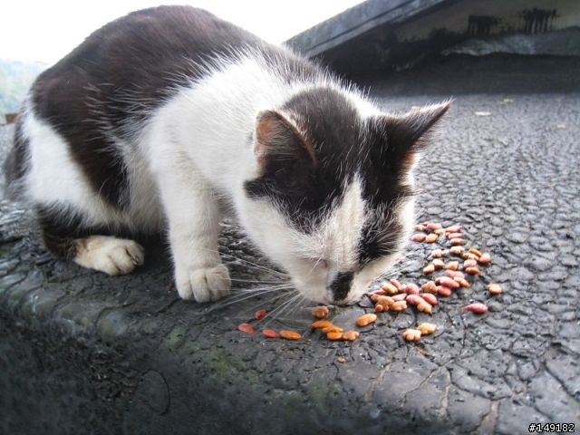 2011春節  猴硐 & 九份一日遊