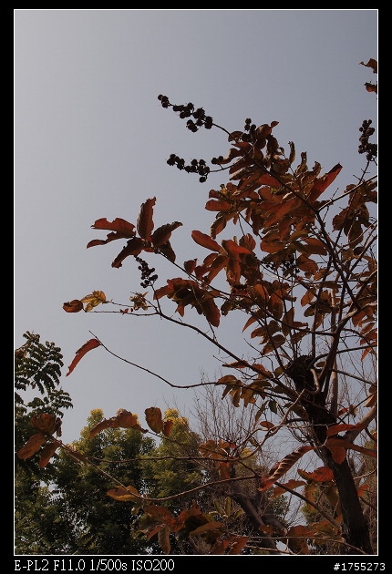 [開箱]紅色三倍速E-PL2！