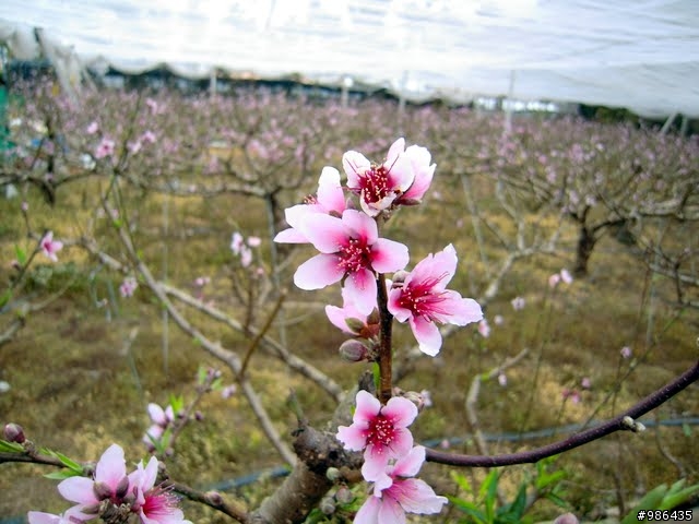 新社的花開了---櫻花、桃花、李花、梨花、鞭炮花......一堆花