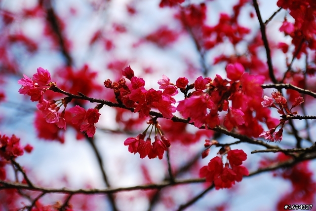 D80，老兵未死，也未凋零