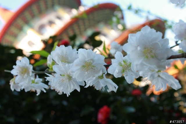 一個人的旅行-550D-Kit18-55 三芝~陽明山-賞櫻花一日遊.