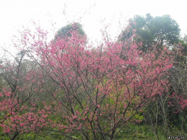 [RS Zero試乘]RS零號機〈銀時〉初次出任務---烏來櫻花巡邏〈半日遊〉