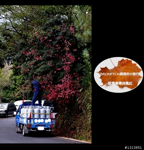 <BROMPTON與我的小旅行>就是要尋找楓紅