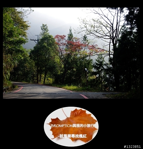 <BROMPTON與我的小旅行>就是要尋找楓紅