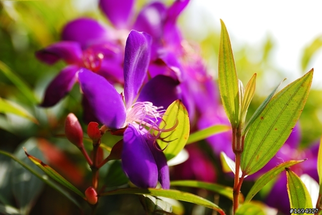 D80，老兵未死，也未凋零