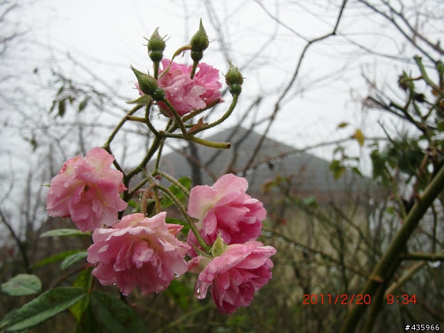 [開箱] 遲來的開箱- CASIO EX-G1 軍裝綠 (純外觀分享) 2/21 新增拍攝照片