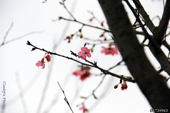 山櫻花開了