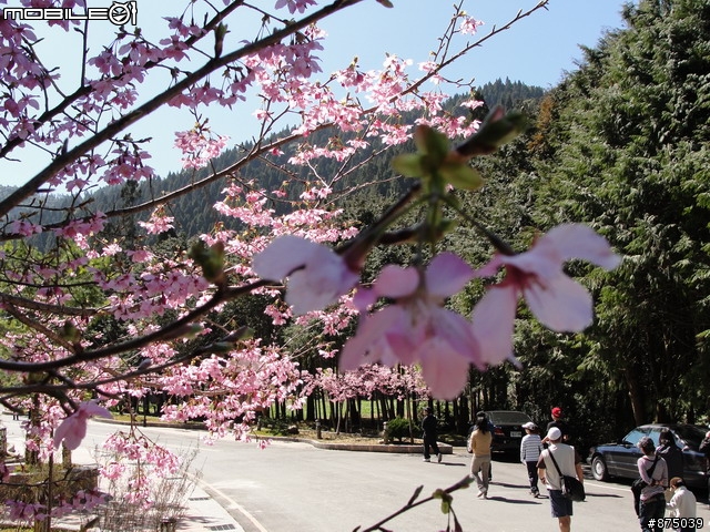 【２０１１年悠活盃】2/27南陌南投杉林溪散步芬多精之旅簽到版