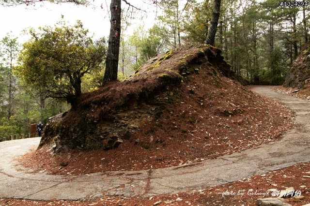 迷幻黑森林 - 武陵桃山步道、櫻花起舞