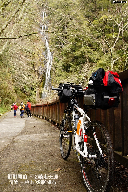 迷幻黑森林 - 武陵桃山步道、櫻花起舞