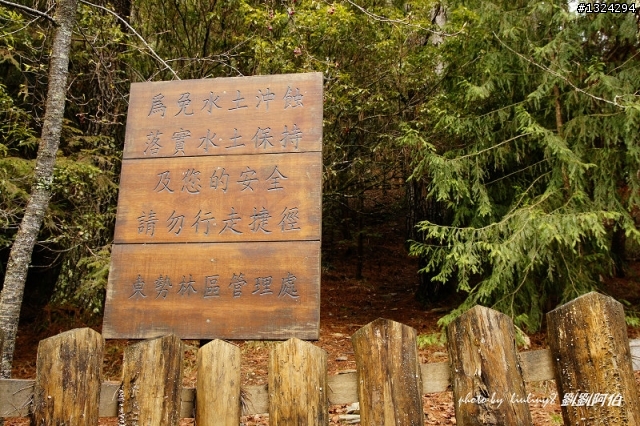 迷幻黑森林 - 武陵桃山步道、櫻花起舞
