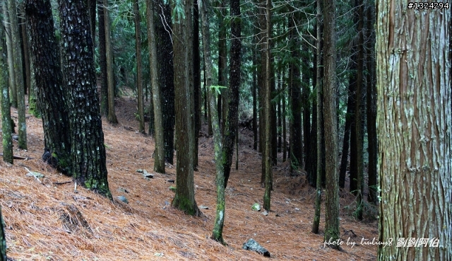 迷幻黑森林 - 武陵桃山步道、櫻花起舞