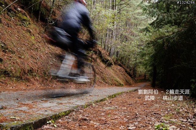 迷幻黑森林 - 武陵桃山步道、櫻花起舞