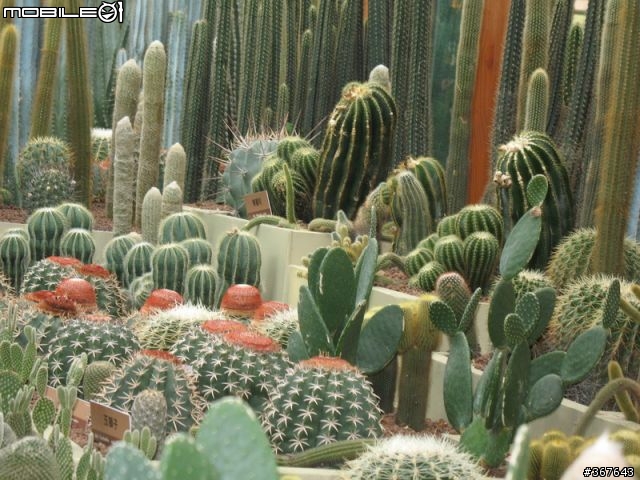 新春旅遊之-北花博,中老街,南放砲