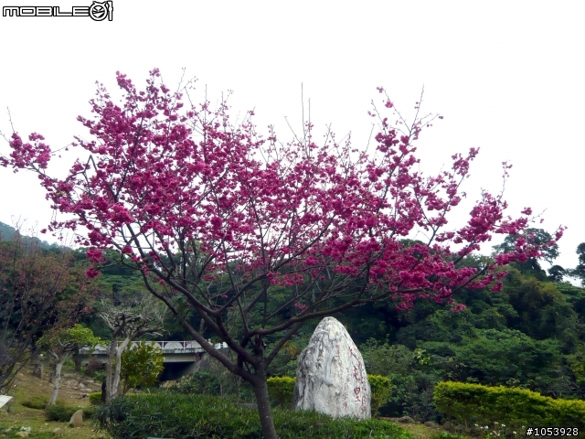 北投粉嫩賞櫻路線--復興三路櫻木花道