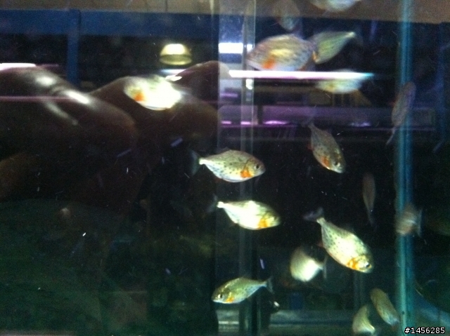 紅銀板 & 紅腹虎魚 傻傻分不清楚!?