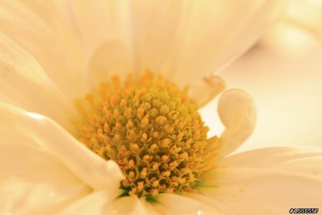 今日入手100MM f2.8L Macro IS USM