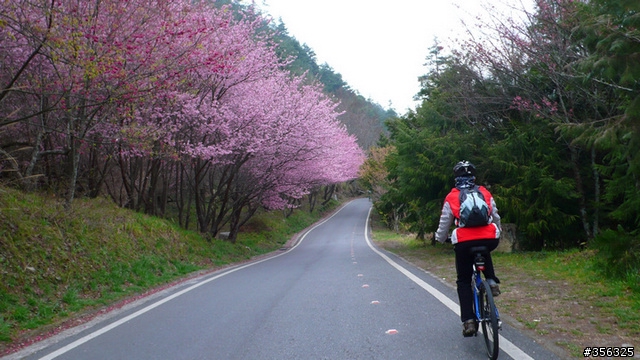 [遊記] 海拔1800M自行車道超感動誌 中橫宜蘭支線~武陵農場單車2日遊(2011.02.21 update)