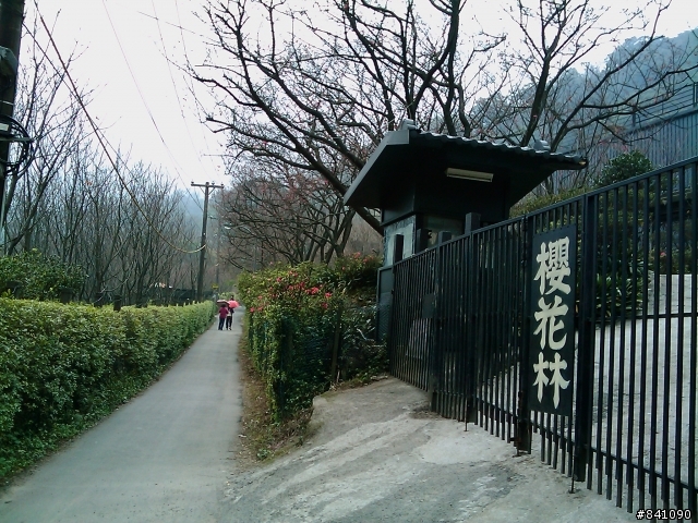 100年二月9日平等里盛開的櫻花
