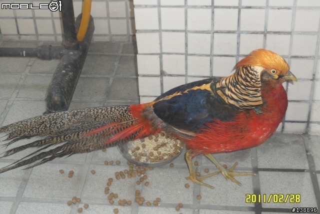 我家飛來一隻鳥