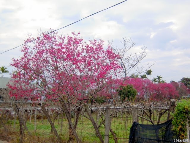 新社的花開了---櫻花、桃花、李花、梨花、鞭炮花......一堆花