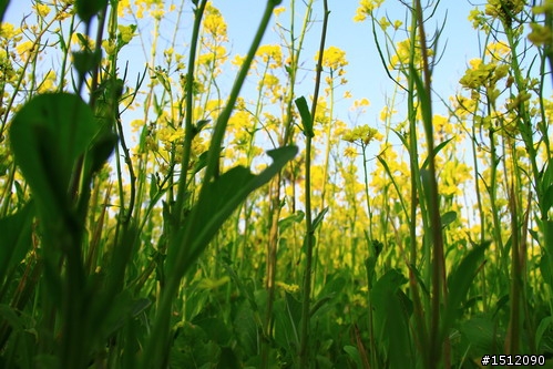 [分享]油菜花森林