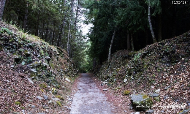迷幻黑森林 - 武陵桃山步道、櫻花起舞