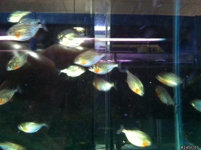 紅銀板 & 紅腹虎魚 傻傻分不清楚!?