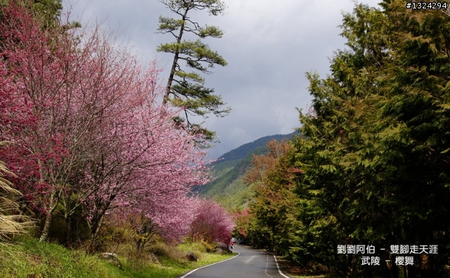 迷幻黑森林 - 武陵桃山步道、櫻花起舞