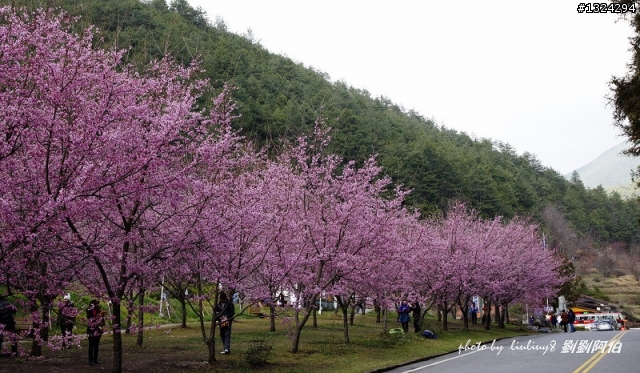 迷幻黑森林 - 武陵桃山步道、櫻花起舞