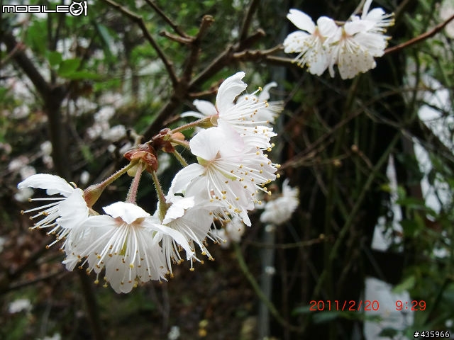 [開箱] 遲來的開箱- CASIO EX-G1 軍裝綠 (純外觀分享) 2/21 新增拍攝照片