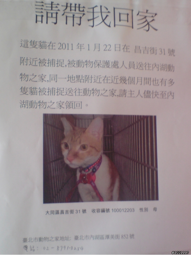 台北遺失愛貓的請進來看看!!
