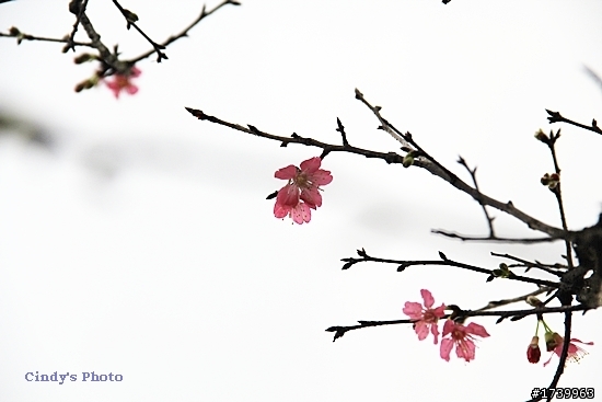 山櫻花開了