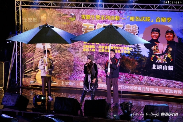 迷幻黑森林 - 武陵桃山步道、櫻花起舞